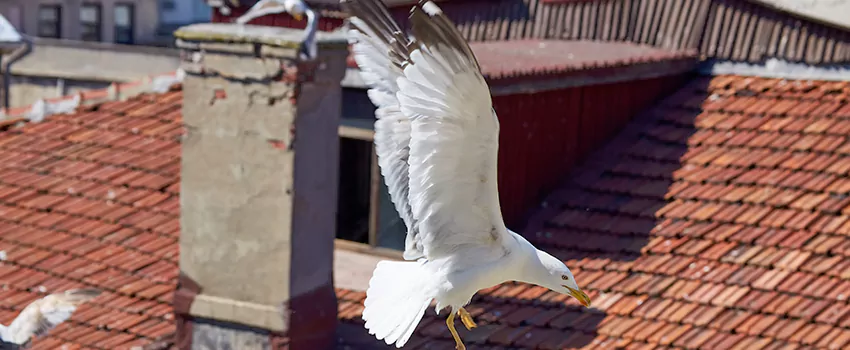 Residential Chimney Animal Removal Solution in Radford, VA