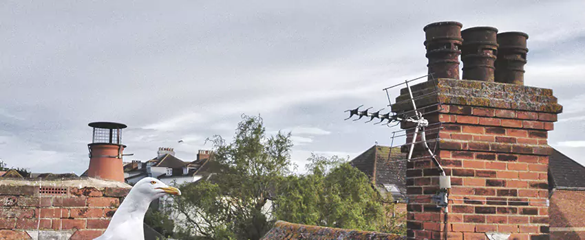 Chimney Cleaning And Restoration in Radford, Virginia